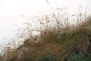 nasses Gras - wet grass