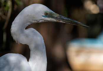 Great Egret (Ardea alba)