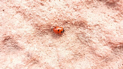 A ladybird (ladybug) on a textured piece of pink stone