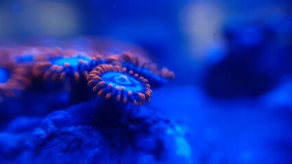 A red and blue zoa coral