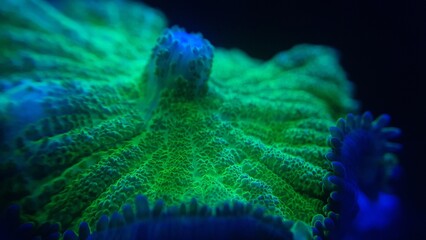 A macro shot of a green mushroom coral © Jamie