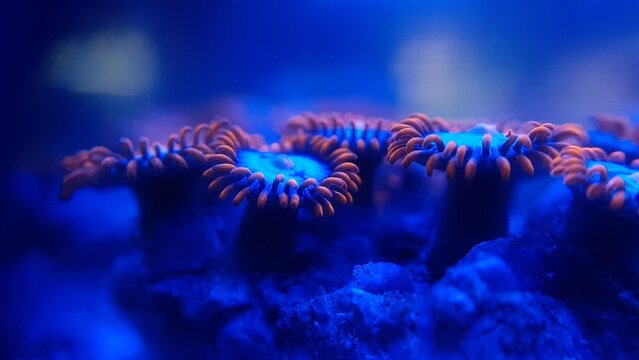A red and blue zoa coral