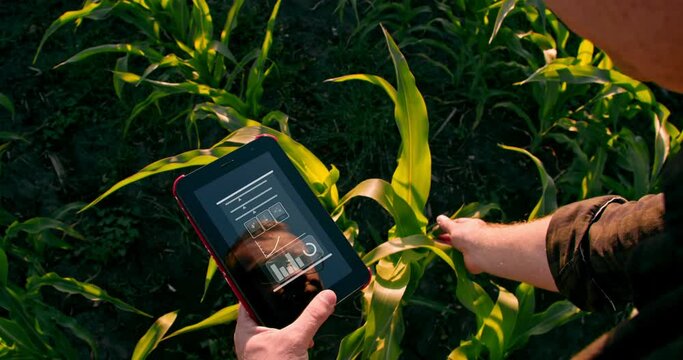 Man farmer with digital tablet working in field smart farm in a field with corn. Modern digital agriculture technologies