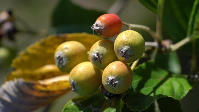Whitebeam fruit set, ripening (Sorbus aria) - (4K)