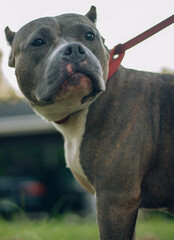 bully portrait