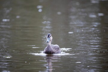 Close-up of an adorable pacific black duck swimming in a pond © Wirestock Creators