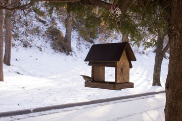 chickadee eats sunflower seeds in the feeder in winter