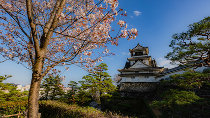 高知城 春