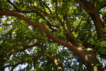 looking up into the crown of an old oak tree