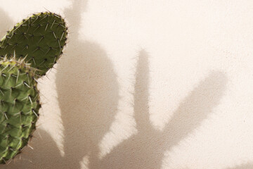 cactus shadows on a pink background
