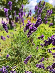 lavender field in region