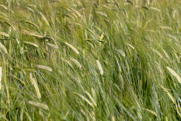 An agricultural field where cereals are grown to harvest grain