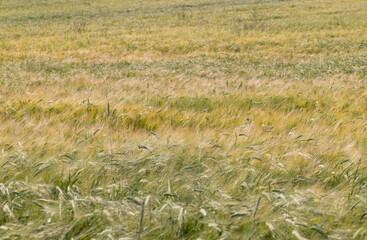 An agricultural field where cereals are grown to harvest grain