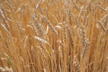 Ripe ears of wheat in a field in Russia