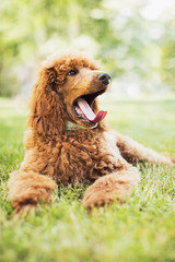 Dog yawning