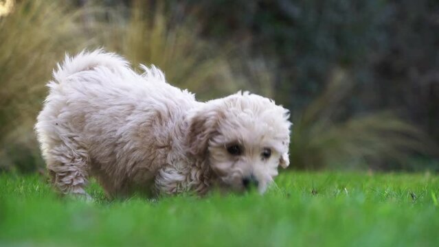 puppy dog ​​playing in the grass runs towards the camera