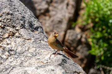 A male pyrrhuloxia, Cardinalis sinuatus, also called the desert cardinal, hunting for bugs on a rocky outcropping in the Sonoran Desert along the Linda Vista hiking trail. Oro Valley, Arizona, USA.