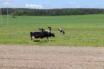 several cows graze in a field with green grass
