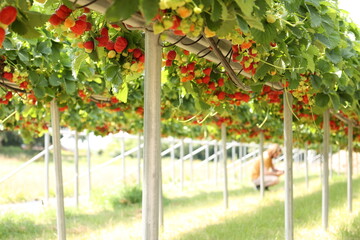 Strawberry farm with handing baskets of ripe, red, juicy berries ready to be picked up
