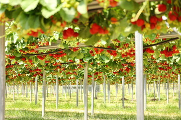 Strawberry farm with handing baskets of ripe, red, juicy berries ready to be picked up