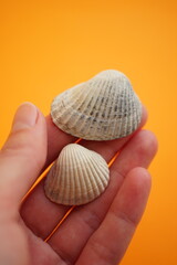 Two white seashells in human fingers on an orange background