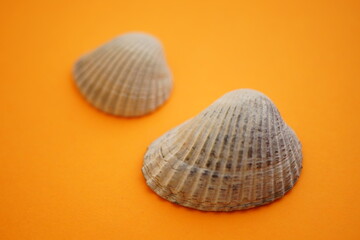 Two white grey seashells on an orange table