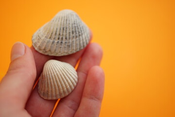 Two white seashells in human fingers over an orange table