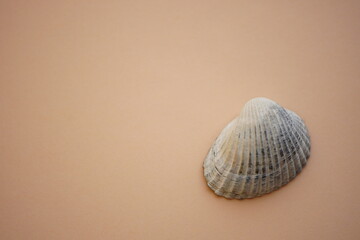 White grey seashell on a creamy brown table. Copy space.