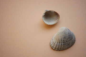 Two white grey sea shells on an pale brown table