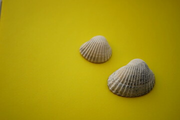 Two grey sea shells on an olive table
