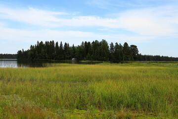 Swedish summer landscape at the countryside. Next to a lake with green reed herb. Forest far away in the distance. Jämtland, Sweden, Scandinavia, Europe.