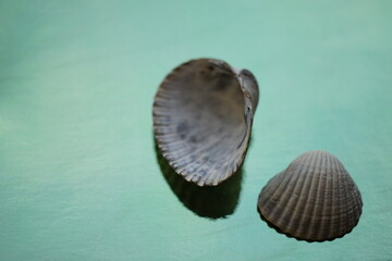 Two white grey seashells on an green table