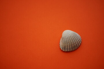 Grey seashell on a vivid red table, copy space
