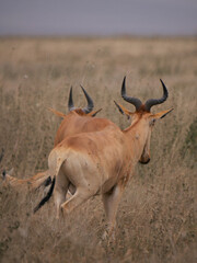 Naklejka na ściany i meble Topi antilope in african savanna