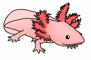 adorable Pink Axolotl Mexican salamander illustration