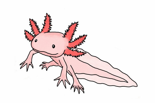 adorable Pink Axolotl Mexican salamander illustration