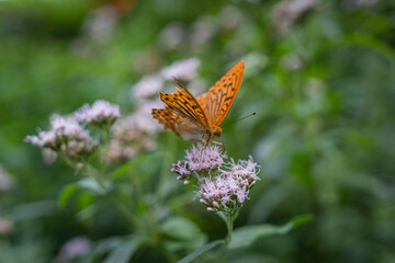 butterfly on a flower