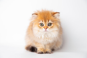 Portrait cute red ginger furry kitten on white background. kitty looking at camera. Concept pets
