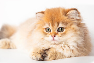 Portrait cute red ginger furry kitten on white background. kitty looking at camera. Concept pets