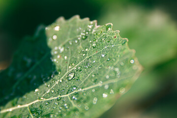 Raindrops on a green leaf of a tree.