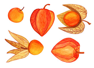 Cape gooseberries illustration. Ripe physalis watercolor set. Hand drawn golden berries collection for scrapbooking, kitchen print design, greeting cards, recipe menus