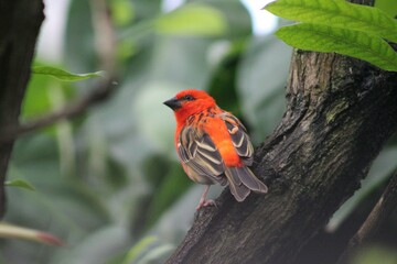 red bird