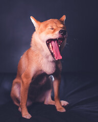 Shiba inu yawning