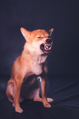 Shiba inu teeth