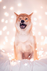 Shiba inu