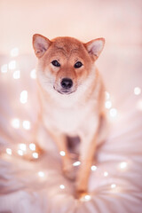 Shiba inu