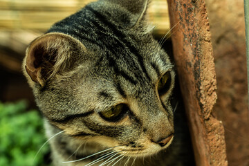 portrait of gray tabby cat hiding behind a tile. Close-up