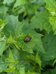 fly on leaf