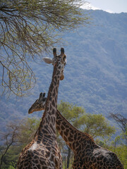 Giraffe in the savanna 