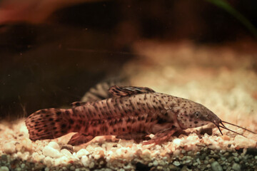 Nahaufnahme eines Welses im Aquarium.